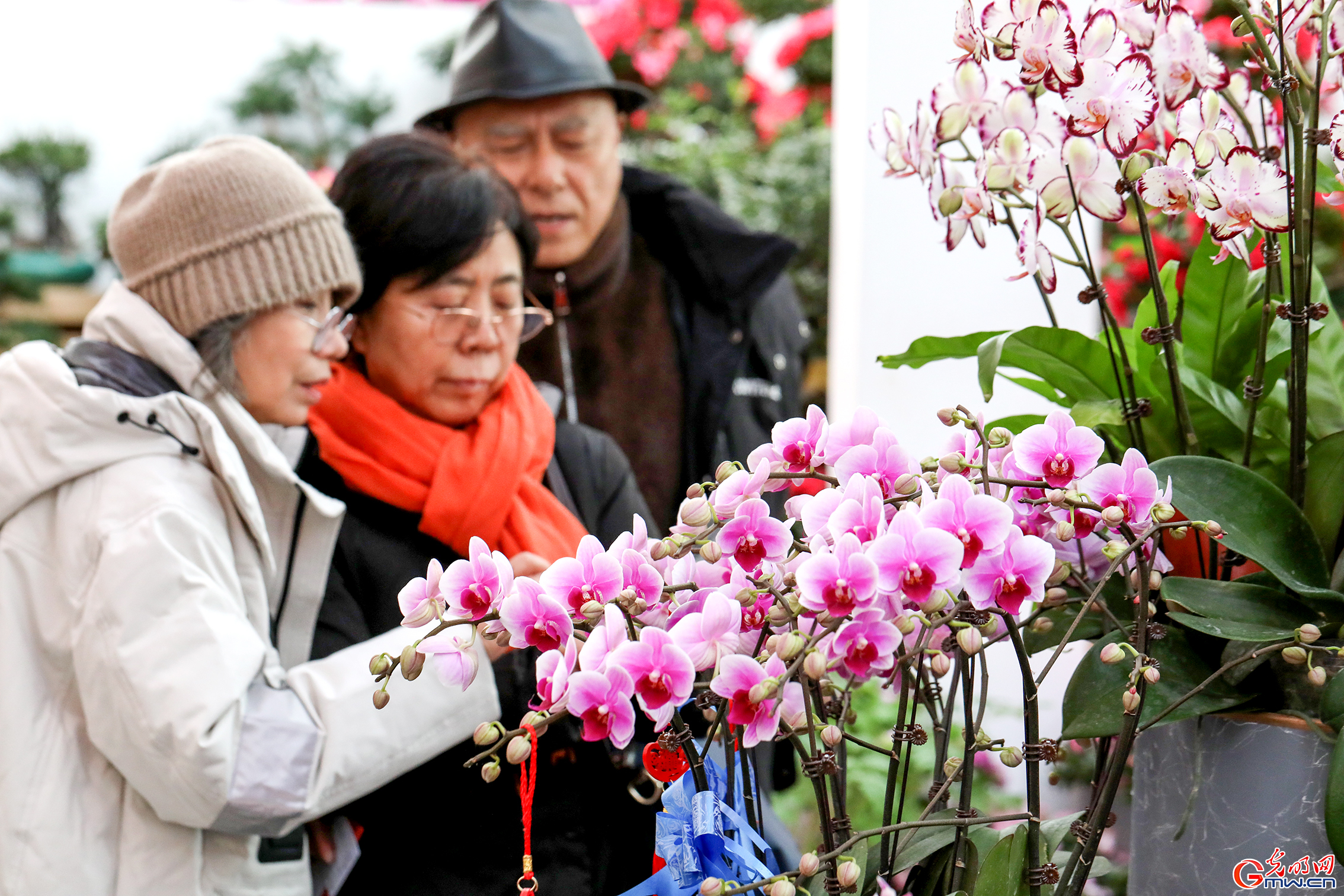 天博官网入口引领“美丽经济”消费新趋势 2024北京迎春年宵花展开幕(图1)