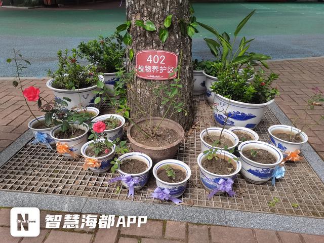 天博官网福州一小学打造“花圃小镇”孩子们当起“护花使者”(图3)