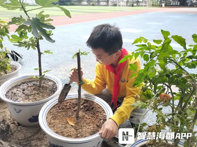 天博官网福州一小学打造“花圃小镇”孩子们当起“护花使者”(图2)