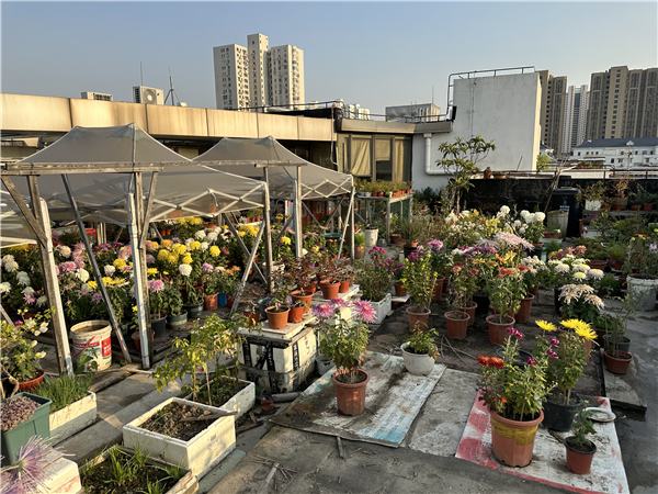 天博官网入口坚守非遗技艺 赵家花园菊花种植技艺落户宜川“屋顶”(图2)