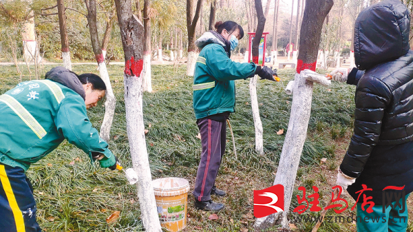 天博官网入口园林绿化养护好 苗木穿上“保暖衣”(图1)