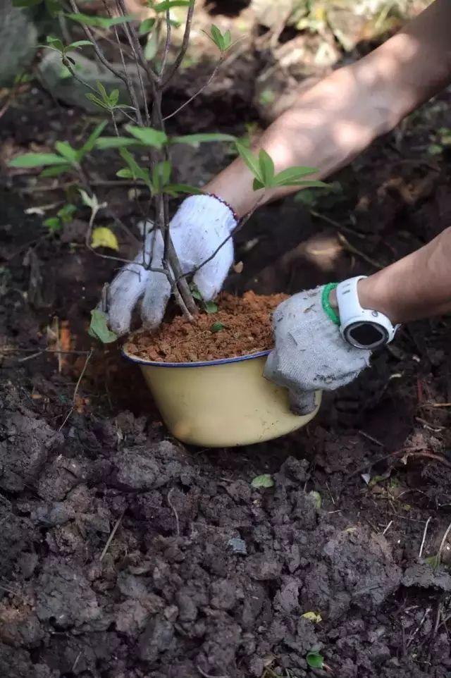 天博浙江小姑娘花了2年将老房子改造成别墅里面的庭院美哭了我(图14)