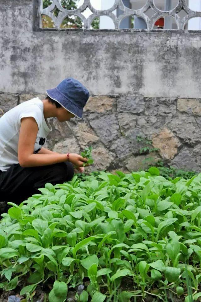 天博浙江小姑娘花了2年将老房子改造成别墅里面的庭院美哭了我(图17)