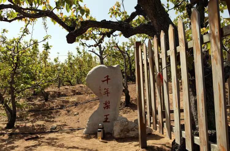 天博体育官方平台入口古树又逢春！来山东看古树感受绿意浓浓的春天(图1)