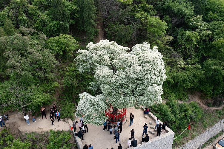 天博体育官方平台入口古树又逢春！来山东看古树感受绿意浓浓的春天(图3)