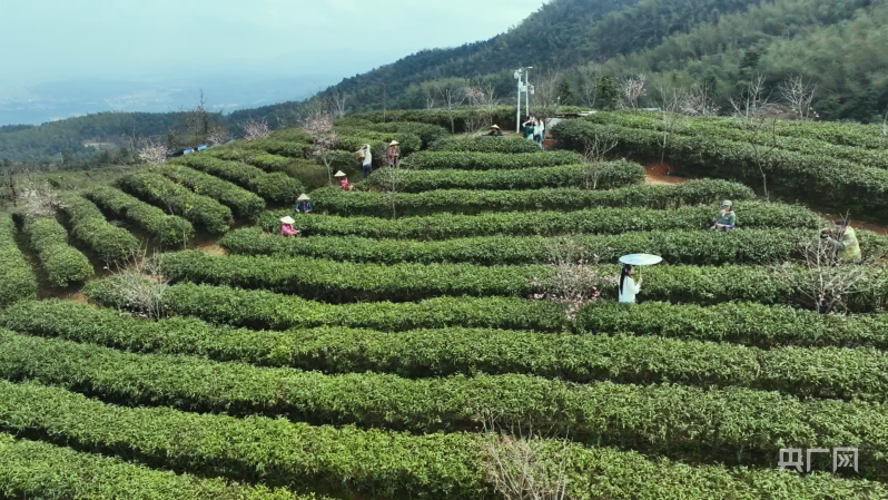 天博采茶季湖南蓝山：春茶吐新芽漫山清香漫山翠(图1)