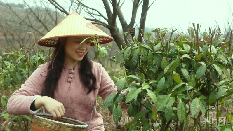 天博采茶季湖南蓝山：春茶吐新芽漫山清香漫山翠(图2)