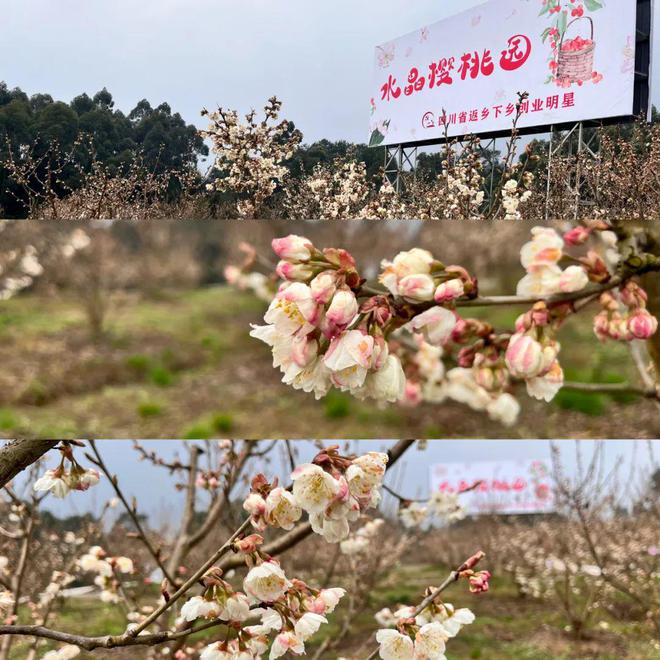 天博乐山7地入选宝藏赏春地！不过这4个地方现在去刚刚好！(图5)