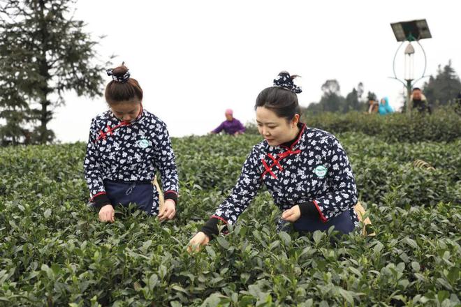 天博乐山7地入选宝藏赏春地！不过这4个地方现在去刚刚好！(图9)