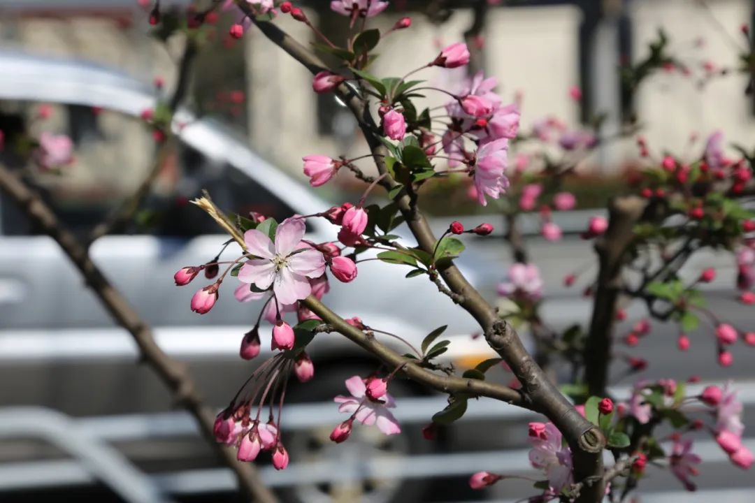 天博官网这里有一张闵行赏花地图一起来寻春觅春(图1)