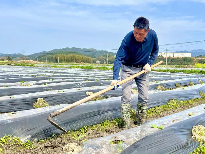 天博官网小村里的种植能手