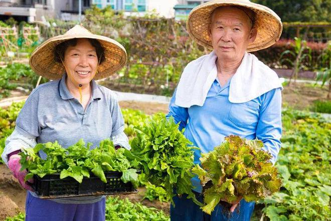 天博体育官方平台入口中国丈母娘把豪华别墅花园改成菜地洋女婿回来后懵了…驳“毫不动(图1)