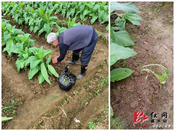 天博普满乡：搭起烟叶绿色“防护网” 建设生态烟区(图1)