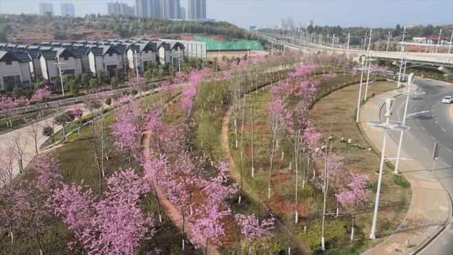 天博嵩明职教新城：厚植生态底色 绘就绿美画卷(图3)