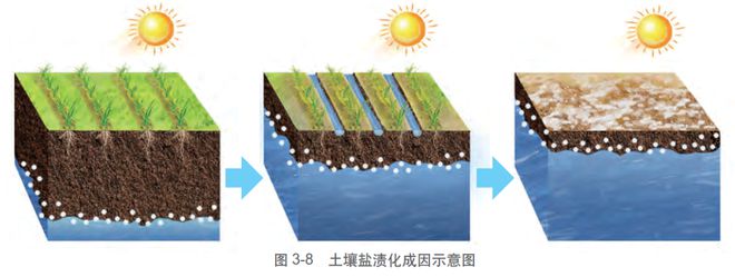 天博【农业地理】2024年高考热点——现代农业耕地资源与粮食安全问题高考经常考！(图33)