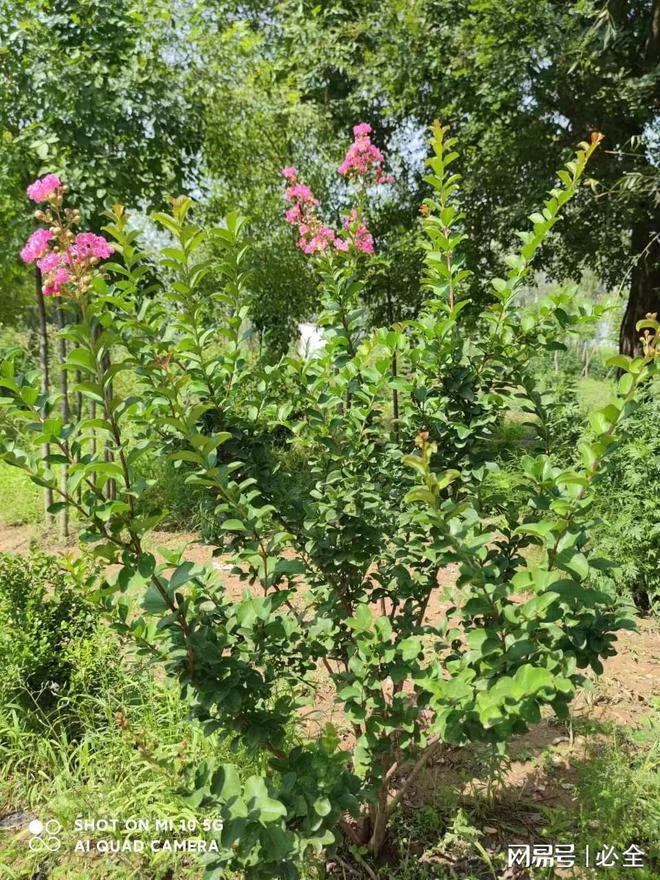 天博陕西地区园林绿化植物适宜品种介绍(图1)