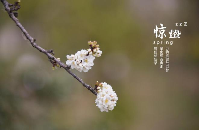 天博官网入口惊蛰一到春雷响春草萌芽地气通枝头绿意渐深浓美好畅想曲(图1)