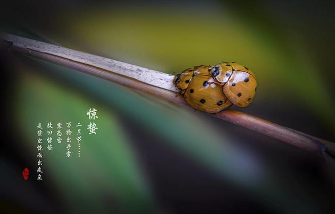 天博官网入口惊蛰一到春雷响春草萌芽地气通枝头绿意渐深浓美好畅想曲(图5)