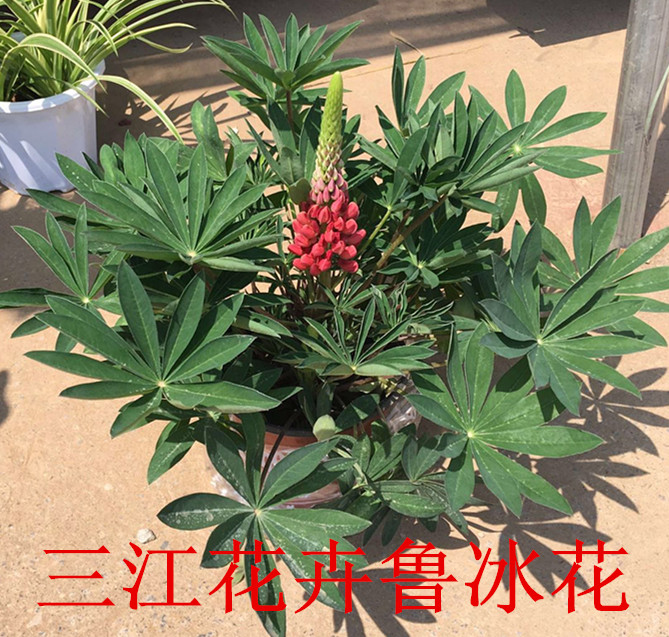 天博花海植物图片大全(图2)