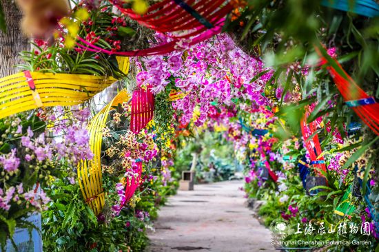 天博第六届上海国际兰展开幕2万余株兰花亮相辰山植物园(图3)