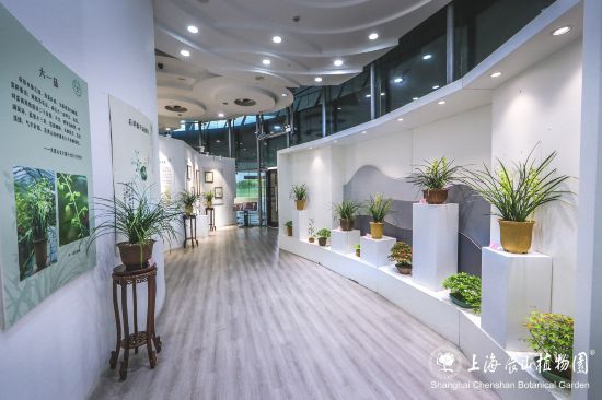 天博第六届上海国际兰展开幕2万余株兰花亮相辰山植物园(图13)