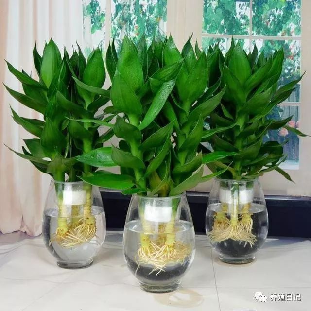 天博这4种绿植家里没有亏大了摆在客厅能镇宅寓意好家人都喜欢(图1)