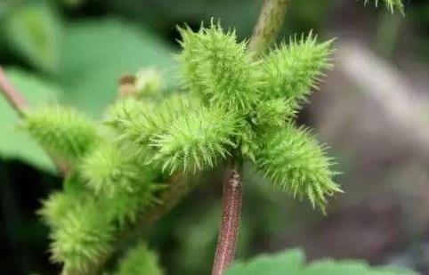 天博路边随处可见的野草才知经济价值高能祛风湿现在成种植首选(图2)