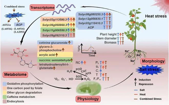 天博体育官方平台入口南农蔬菜生理生态实验室揭示番茄盐害高温胁迫的系统性响应机制(图3)