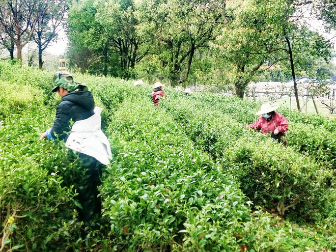 天博官网高淳固城：花山园艺采茶工紧缺“产业联盟”及时排忧解难(图1)