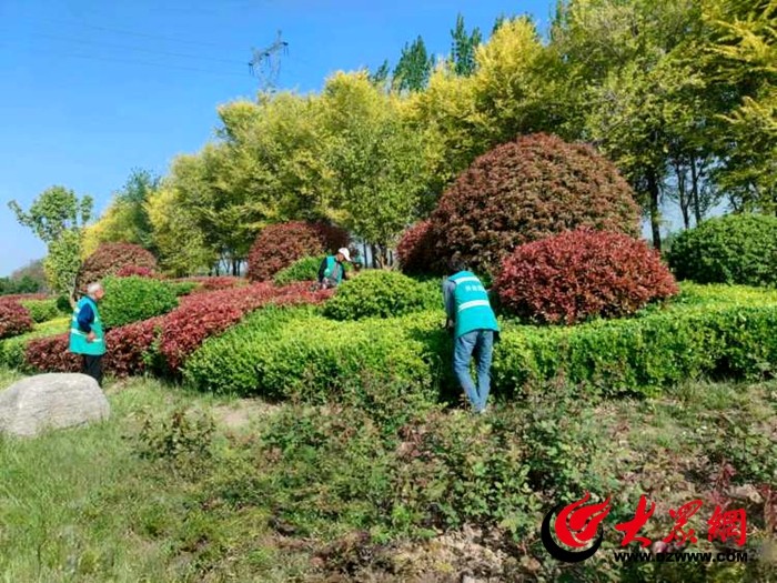 天博官网入口鲁西新区园林：精养护 细管理_鲁西新区_大众网(图2)