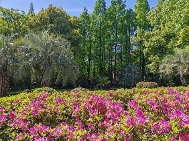 天博官网入口【教你赏花】杜鹃花在长宁的花园和街角如火如荼地盛开着！