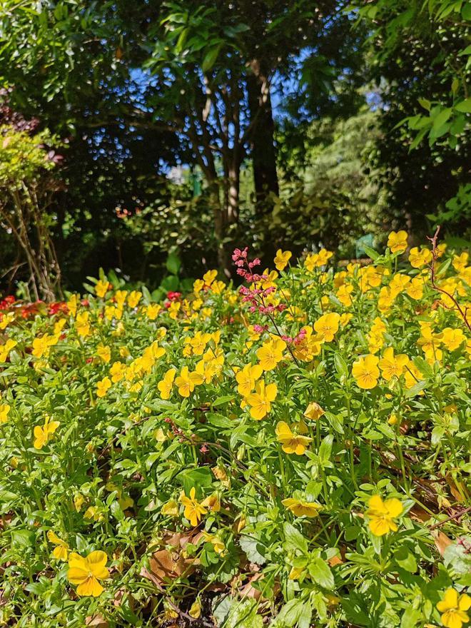 天博官网入口【教你赏花】杜鹃花在长宁的花园和街角如火如荼地盛开着！(图5)