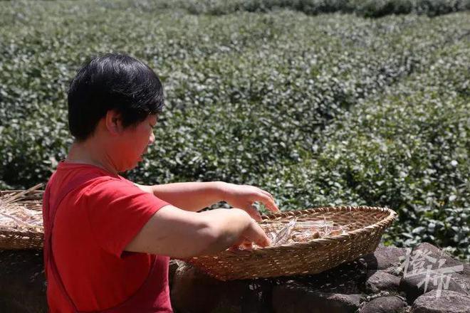 天博官网入口杭州这条路太“香”啦！遍地茶楼、农家乐和私房菜还藏着一家米其林(图3)