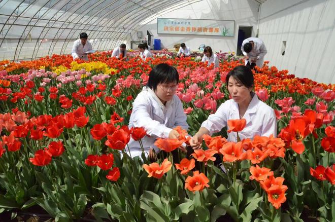 天博长三角花卉产业调研①｜从大棚到花瓶：一朵花经历的变迁(图1)