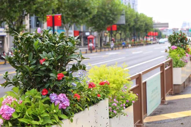 天博体育官方平台入口太美了！魔都景观花卉上新养护宝典大揭秘(图7)