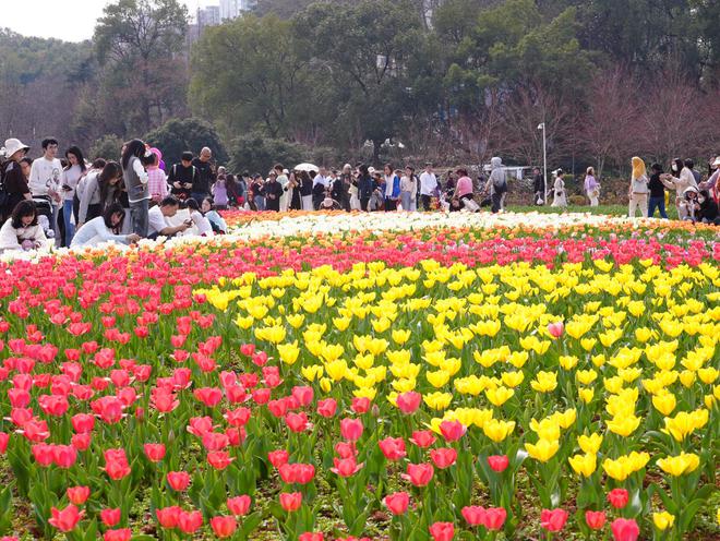 天博官网入口这个公园堪称“春天最美花园”记者为你整理了这份赏花时间(图2)