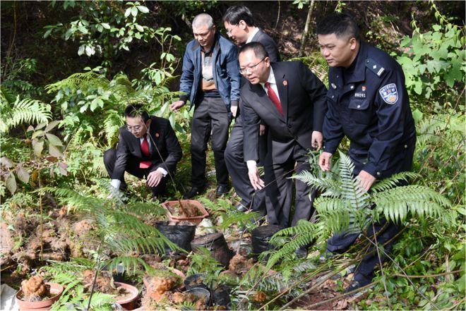 天博岩法拾光 绿之歌(图7)