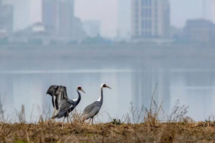 天博体育官方平台入口推进生物多样性保护 余杭如此作答(图1)