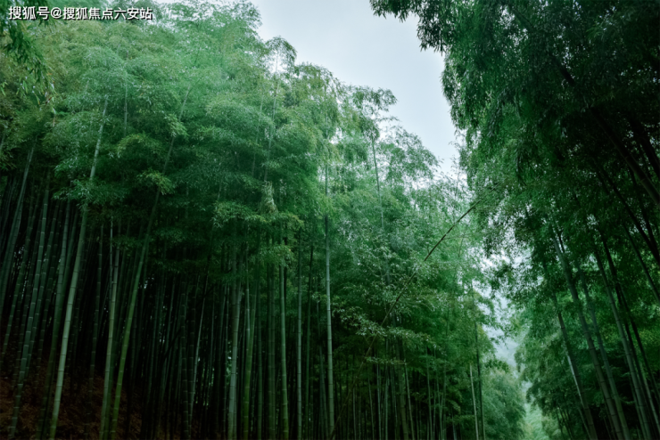 天博安吉蓝城溪山云庐(溪山云庐)楼盘详情-首页网站-房价户型-容积率-小区环境(图4)