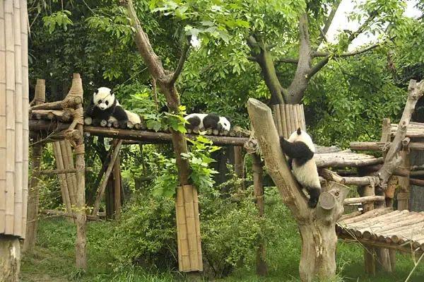 天博体育官方平台入口来成都旅游必去的十大景点交通方便！(图3)