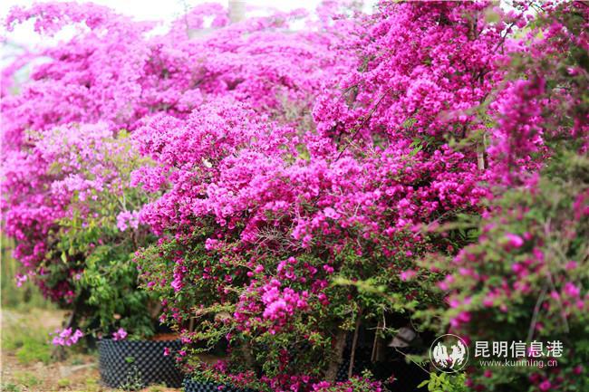 天博一县一花 宜良县三角梅从工程苗向家庭园艺苗的蝶变(图4)