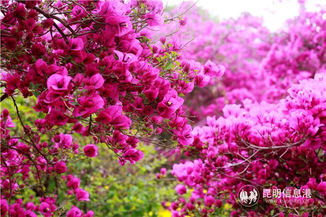 天博一县一花 宜良县三角梅从工程苗向家庭园艺苗的蝶变(图5)