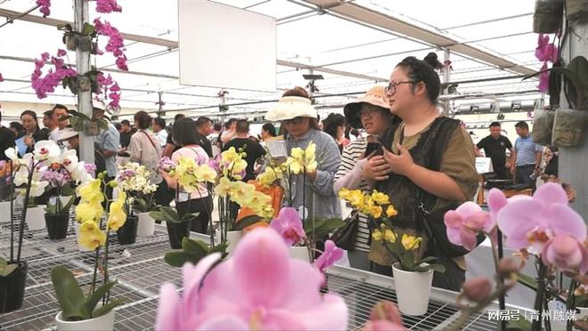 天博体育官方平台入口潍坊青州：蝴蝶兰产业走出美丽“花路”(图1)