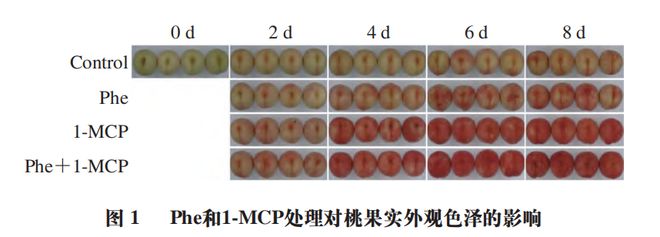 天博官网《食品科学》：沈阳农业大学周宏胜副研究员等：1-甲基环丙烯结合苯丙氨酸处(图2)