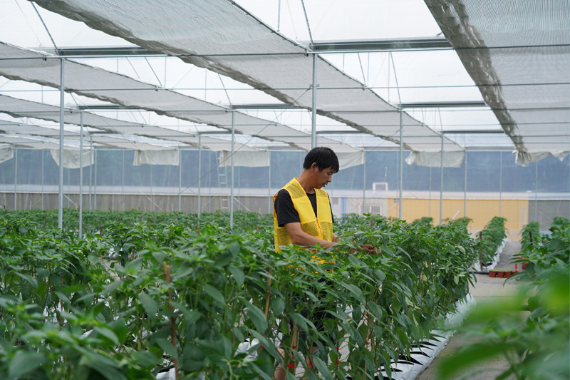 天博防城区：智慧生态种植大棚助力农业绿色化转型升级(图1)