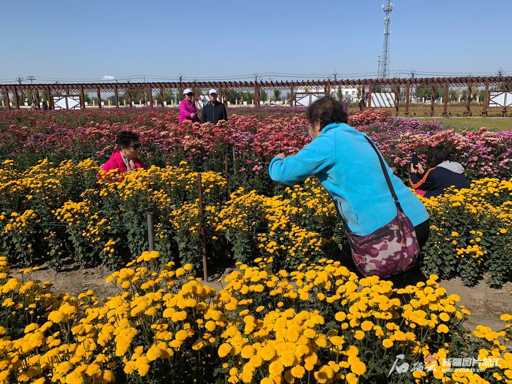 天博追随花期来打卡盘点2024新疆赏花好去处(图12)