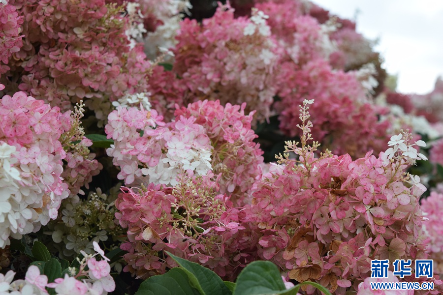 天博官网昆明阳宗海：深耕花卉“中国芯” 昔日荒坡变“花海”_新华网(图4)