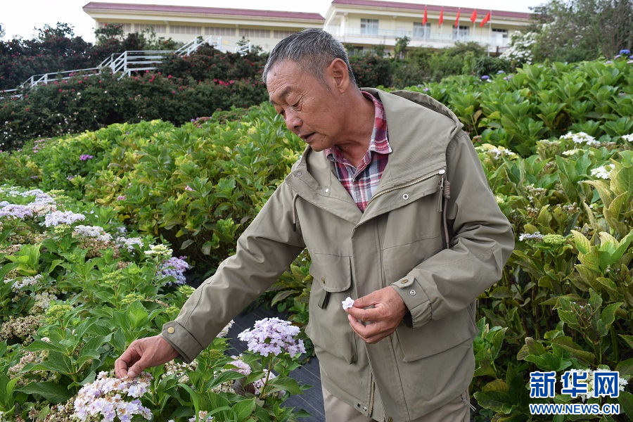 天博官网昆明阳宗海：深耕花卉“中国芯” 昔日荒坡变“花海”_新华网(图6)