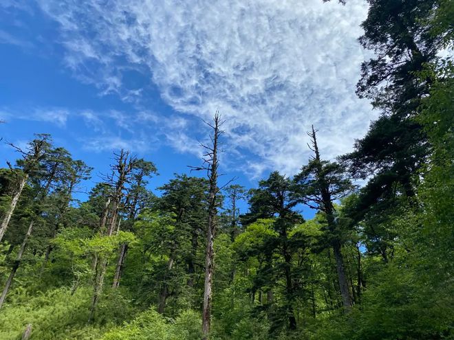 天博四川西部最大的天然景观平台王岗坪上躺着看贡嘎神山和满天繁星(图9)